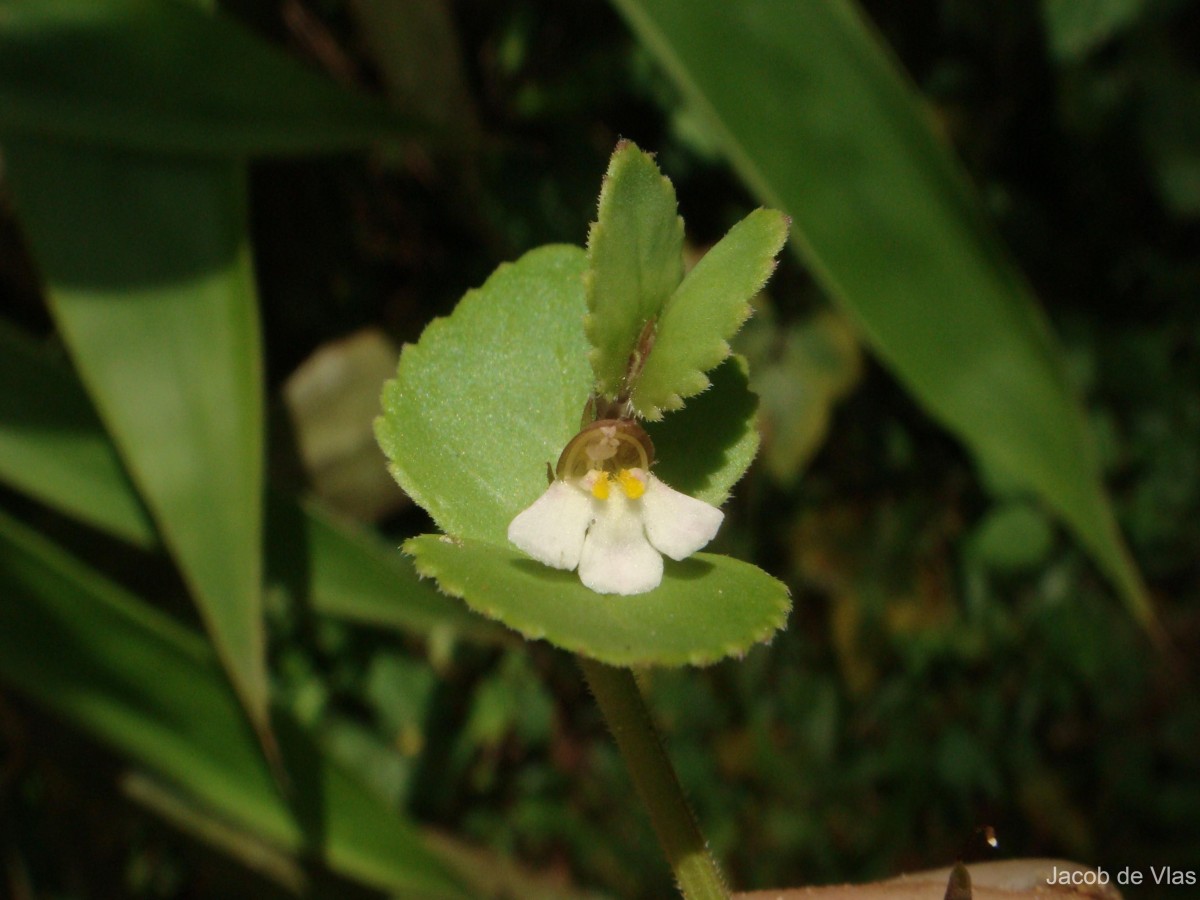 Vandellia diffusa L.